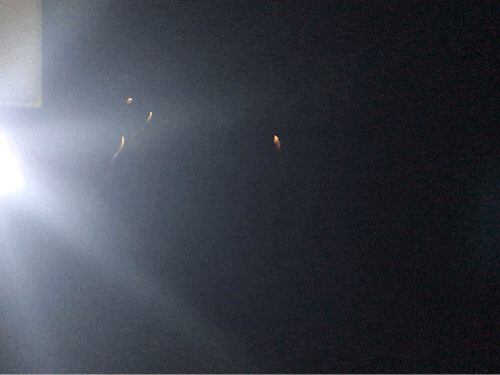 # 最近的照片们! -发现了一些[神奇|好看]的事情, 分享一些关于它们的图片. -补: 乐园-笔记系统图片处理逻辑升级啦, 速度会快一点点, 现在还支持展示gif图片了哦! 